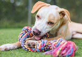 4 best rope toys for all dogs 50