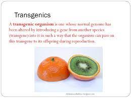 Transgenic organisms are organisms whose genetic material has been changed by the addition of foreign genes. Blueprint Of Life Topic 23 Transgenic Species Ppt Video Online Download