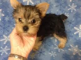 Teacup yorkie puppies and dogs for adoption and rescue from yorkshire terrier dog breeders and rescue organizations in colorado, co. Nice Teacup Yorkie Puppies For Adoption For Sale In Boston Massachusetts Classified Americanlisted Com