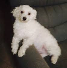 xena adorable fluffy white poodle mix