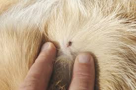 what do ticks look like on dogs
