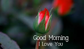 ᐅ143 good morning my love images hd