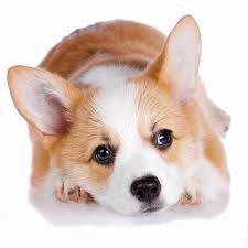 This little pup can live a long life, but if you don't enjoy a dog that barks regularly, this is probably not. Best Dog Food For Corgis Corgi Puppies In 2021 Goodpuppyfood