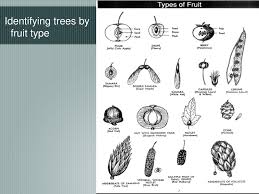 › fruit tree leaf id. Identifying Trees We Are Going To Mainly Focus On Identification Using Leaves Can Also Use Bark For Some Trees Can Use Seeds Fruit As Well Note There Ppt Download