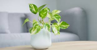 34 Best Air Purifying Indoor Plants
