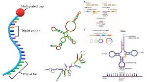 types of rna with structure and functions