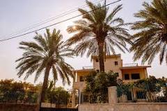 Image result for are palm trees shallow rooted
