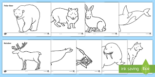 Antarctica is a vast frozen continent at the far south of the world. Animals That Live In The Arctic Colouring Sheets Ks1