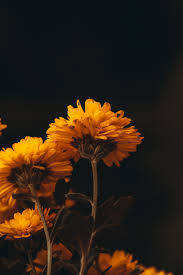a beautiful yellow flowers with dark
