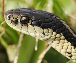 garter snake nature s most adaptable