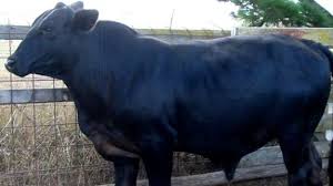 The brahman or brahma is a breed of zebu cattle (bos taurus indicus) that was first bred in united states from cattle breeds imported from india. Cattle Breeds From Australia Beef2live Eat Beef Live Better