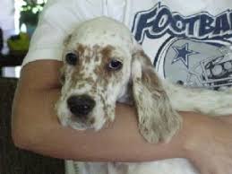 Llewellin setter breeder, specializing in 100% pure bloodlines. English Setter Puppies In Pennsylvania