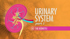 Urinary System, Part 1: Crash Course Anatomy & Physiology #38 ...
