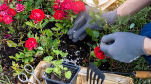 when to fertilize roses expert advice