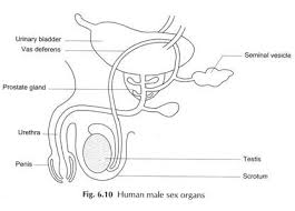 Human Reproductive System Male And Female Reproductive