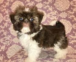 Browse thru our id verified puppy for sale listings to find your perfect puppy in your area. Litter Of 3 Shih Tzu Puppies For Sale In Sacramento Ca Adn 50739 On Puppyfinder Com Gender Female Age 8 Weeks Old Shih Tzu Puppy Shih Tzu Puppies