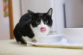 Studies have shown that the majority of homemade pet diets are nutritionally incomplete, and this is especially true for the kidney disease recipes that you can find online or in books. Chicken Stock Soup For Cats Recipe The Catnip Times
