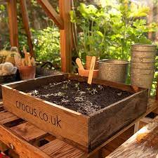 Buy Wooden Seed Tray Delivery By