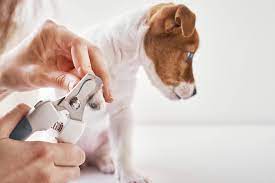 how to trim dog nails tractive