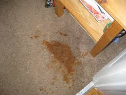 top most common carpet stains