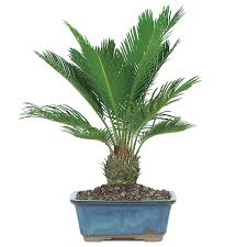 Sago Palm Bonsai Care