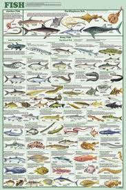Details About Laminated Fish Species Poster 61x91cm