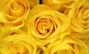 100 yellow rose wallpapers