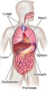 Abdominal organs anatchart chart digestive. Abdomen Anatomy Definition Function Muscles Biology Dictionary