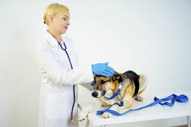circulation in dogs symptoms
