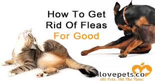 fleas on pets remes myths and