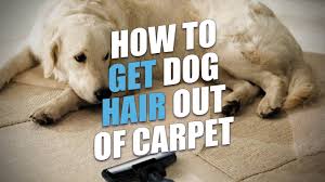 how to get dog hair out of carpet a