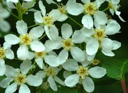 Prunus padus