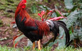 Discount prices on today's top fashions. How To Say Rooster In Italian What Is The Meaning Of Gallo Ouino