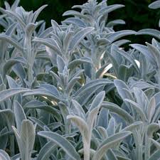 stachys byzantina and cvs finegardening