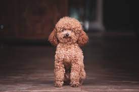 the miniature poodle guide to a clever