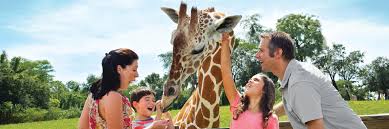 experience the busch gardens serengeti