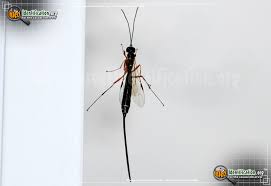 Insects get water by drinking it or through their food. Giant Ichneumon Wasp Various Megarhyssa Spp