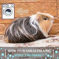 pin on guinea pig care