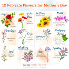 Don't write filler flowers off when it comes to your bridal bouquet. Mother S Day Bouquets What S Safe For Pets Aspca