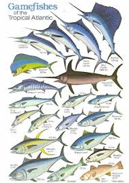 Big Game Chart Fish Chart Saltwater Fishing Fish