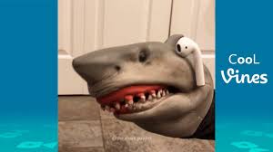 funny shark puppet insram