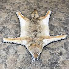 coyote full rug taxidermy mount 24309