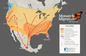 Migrating Monarch Butterfly Population Climbs To Highest