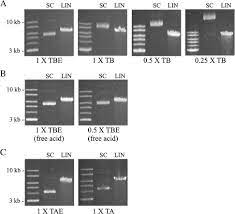 agarose gel electropsis