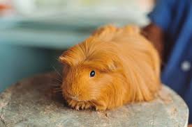 how much do guinea pigs cost should