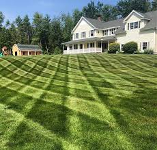 summer lawn care plant for success