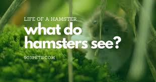 how much bedding do hamsters need