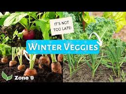 10 Vegetables You Can Grow In December