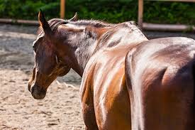 Bulking Up Does Your Horse Need To Gain Weight Muscle Or