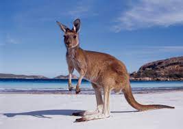 Una buena política de ética. Kangaroos The Symbol Of Australia Visa First Blog
